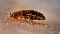 Do que têm medo os percevejos-da-cama? Cientistas revelaram o seu maior medo