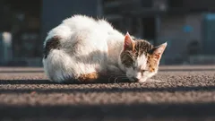 Será que uma gata de rua ficará agradecida se a levar para a sua casa?