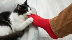 Porque é que os gatos gostam tanto de morder as pernas dos seus donos?