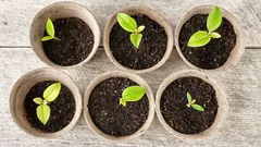 Como acelerar a germinação das sementes: 4 métodos para uma colheita incrível