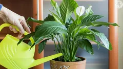 As folhas do spathiphyllum ficam amarelas: por que isso acontece e o que fazer a respeito.