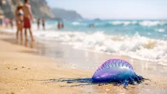 Caravela-portuguesa nas praias de Portugal: como reconhecer e evitar a picada