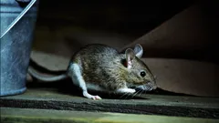 Uma fenda de apenas 6 mm é suficiente para um rato entrar na sua casa — verifique estes locais da sua casa.