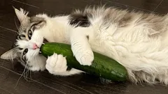 Os gatos realmente têm medo de pepinos e por quê?