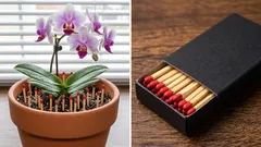 Para que serve espetar fósforos em vasos com plantas e será que isso ajuda mesmo?