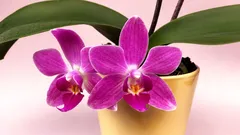 A orquídea não floresce? Um ingrediente barato pode ajudar — mas só de uma forma específica