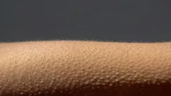 Fenómeno neurobiológico: porque é que aparecem arrepios na pele?