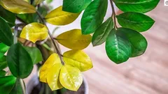 As folhas da zamioculca estão a amarelecer: 8 razões e o que pode fazer para salvar a planta