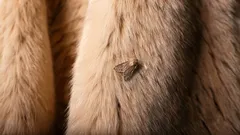 A traça vai desaparecer para sempre da sua casa: decore 3 cheiros de que esta praga tem medo