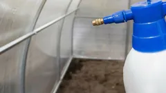 A melhor forma de desinfetar a estufa na primavera: 2 alternativas simples aos dispendiosos produtos comerciais