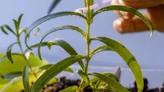 Pulgões em plantas de interior: perigos, sinais de infestação e como combatê-los: 5 métodos