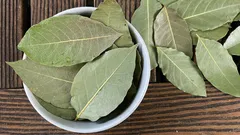 Por que as pessoas colocam folhas de louro em vasos com plantas domésticas?