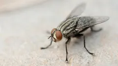 Chega de moscas em casa: basta tostar esta especiaria caseira e esquecê-las