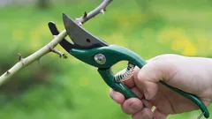 Cinco plantas que deve podar obrigatoriamente em março para florescerem bem