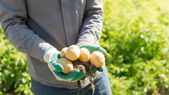 Qual é a melhor variedade de batata para puré: aromática, farinácea e muito macia depois de cozida?