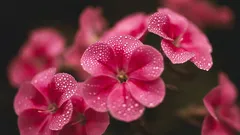 O que plantar em março: 6 plantas perenes que crescem bem na primavera