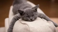 Diga adeus aos pelos dos animais de estimação: a tendência das redes sociais que vai deixar a sua casa mais limpa