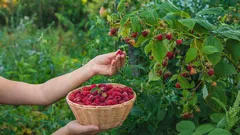 A framboeseira vai surpreender pela abundância e pelo sabor das bagas: memorize estas adubações eficazes de primavera