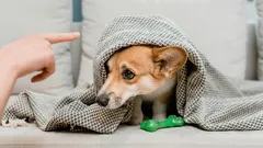 Por que é inútil ralhar com o cão: este erro é cometido por um em cada dois donos