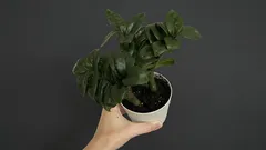 Regue a zamioculcas apenas desta forma: as folhas ficarão lisas, brilhantes e de um verde intenso durante todo o ano