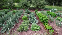 Nunca mais deite fora as meias velhas: vão dar-lhe jeito no jardim e na horta