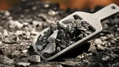 Qual é o melhor adubo para as plantas: lembre-se desta dica de jardineiros experientes