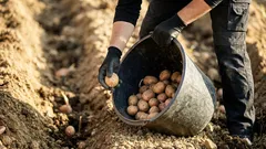 Como melhorar a cova de plantação da batata: 5 aditivos naturais para uma melhor colheita