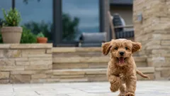 Curiosidades sobre cães: sabia que o temperamento de um cão influencia a sua esperança de vida?