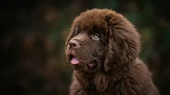 Cães que não ladram (quase): 4 raças silenciosas ideais para apartamento