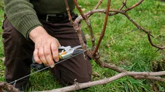 Como cuidar da videira no arranque da época para garantir uma boa produção