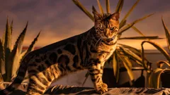 3 raças de gatos que largam menos pêlo e ajudam a manter a casa mais limpa