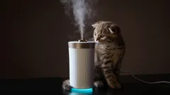 Como eliminar o cheiro a gato: métodos simples, mesmo nos casos mais difíceis