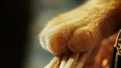 Sabia quantos dedos têm os gatos nas patas dianteiras e traseiras?