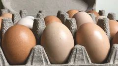 Como guardar ovos no frigorífico para durarem mais semanas