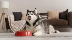 Porque é que o cão rosna durante a refeição? Causas, sinais e o que fazer nessa situação