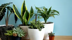Por que as plantas domésticas acalmam algumas pessoas – e irritam discretamente outras