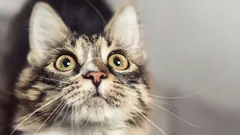 Quais são os sinais que os gatos dão antes de algo ruim acontecer na sua casa – fique atento