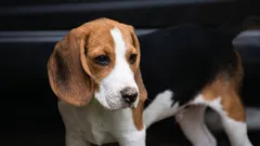 Quais os cães que adoecem com menos frequência: 10 raças com a saúde mais robusta