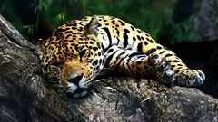 Muitos ainda não sabem isto: em que é que o jaguar se distingue do leopardo?