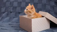 Nunca adivinharia por que é que os gatos adoram tanto as caixas de cartão