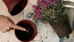 Porque é que o orifício no fundo do vaso é mais importante para as plantas de interior do que muitos pensam?