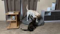 Porque é que os gatos querem sempre ser os primeiros a lutar com os cães?