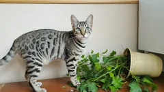 Porque é que os gatos mandam objectos ao chão 5 razões que explicam este hábito