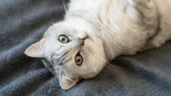 Até que idade crescem os gatos?