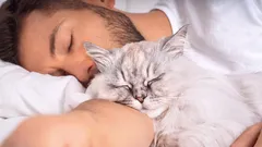 Como é que um gato escolhe o seu dono na família?